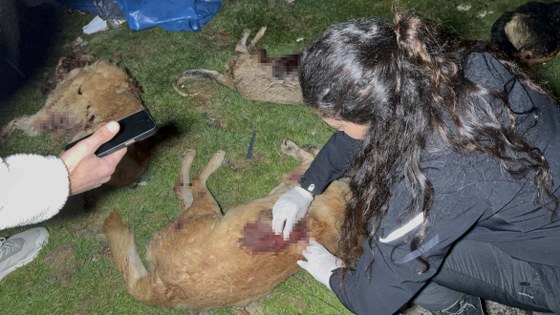 Samsun'da köpek katliamı! Valilikten açıklama 