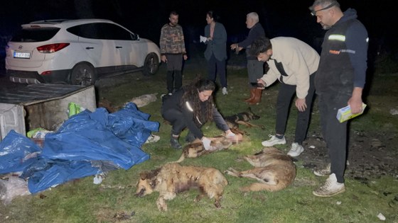 Samsun'da köpek katliamı! Valilikten açıklama 