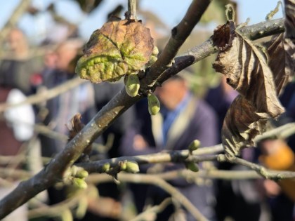Fındık verimini şaha kaldıran yöntem! Samsun'da uzman isim açıkladı