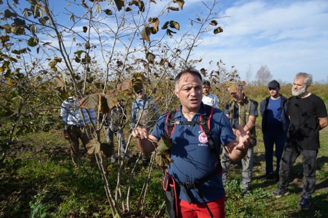 Fındık verimini şaha kaldıran yöntem! Samsun'da uzman isim açıkladı