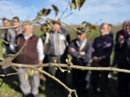 Fındık verimini şaha kaldıran yöntem! Samsun'da uzman isim açıkladı