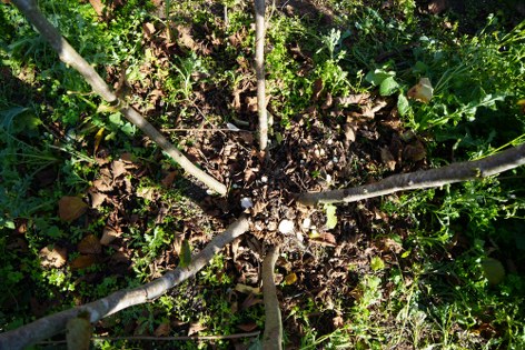Fındık verimini şaha kaldıran yöntem! Samsun'da uzman isim açıkladı