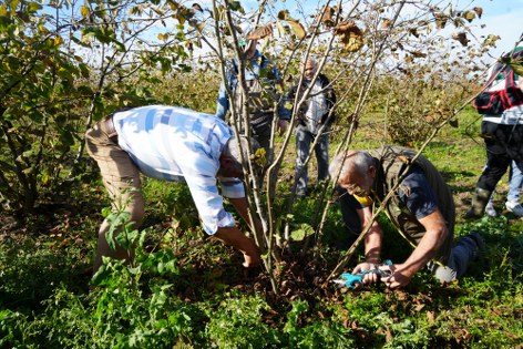 Fındık verimini şaha kaldıran yöntem! Samsun'da uzman isim açıkladı
