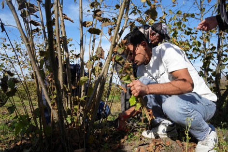 Fındık verimini şaha kaldıran yöntem! Samsun'da uzman isim açıkladı