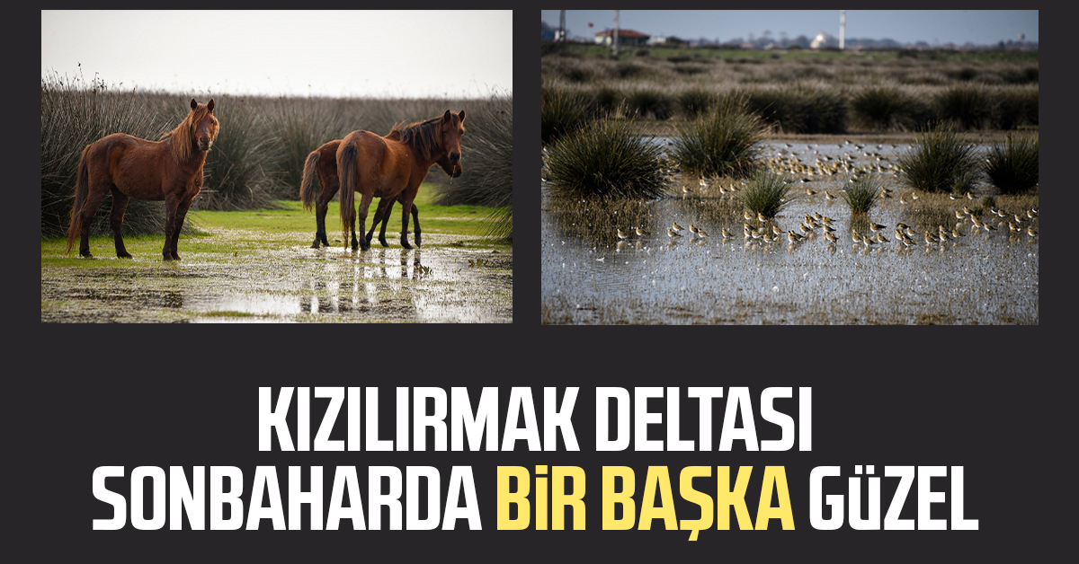 Kızılırmak Deltası sonbaharda bir başka güzel