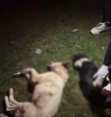 Samsun 9 Kopek Olu Olarak Bulundu 2411