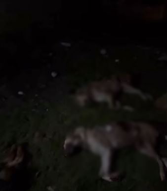 Samsun 9 Kopek Olu Olarak Bulundu 2411.Jpg 2