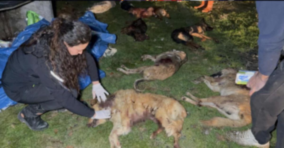 Samsunda Kan Donduran Goruntu Ic 2