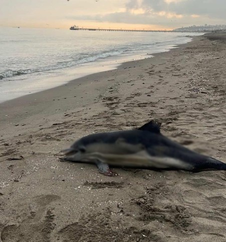 Samsunda Sahile Olu Yunus Vurdu 2511