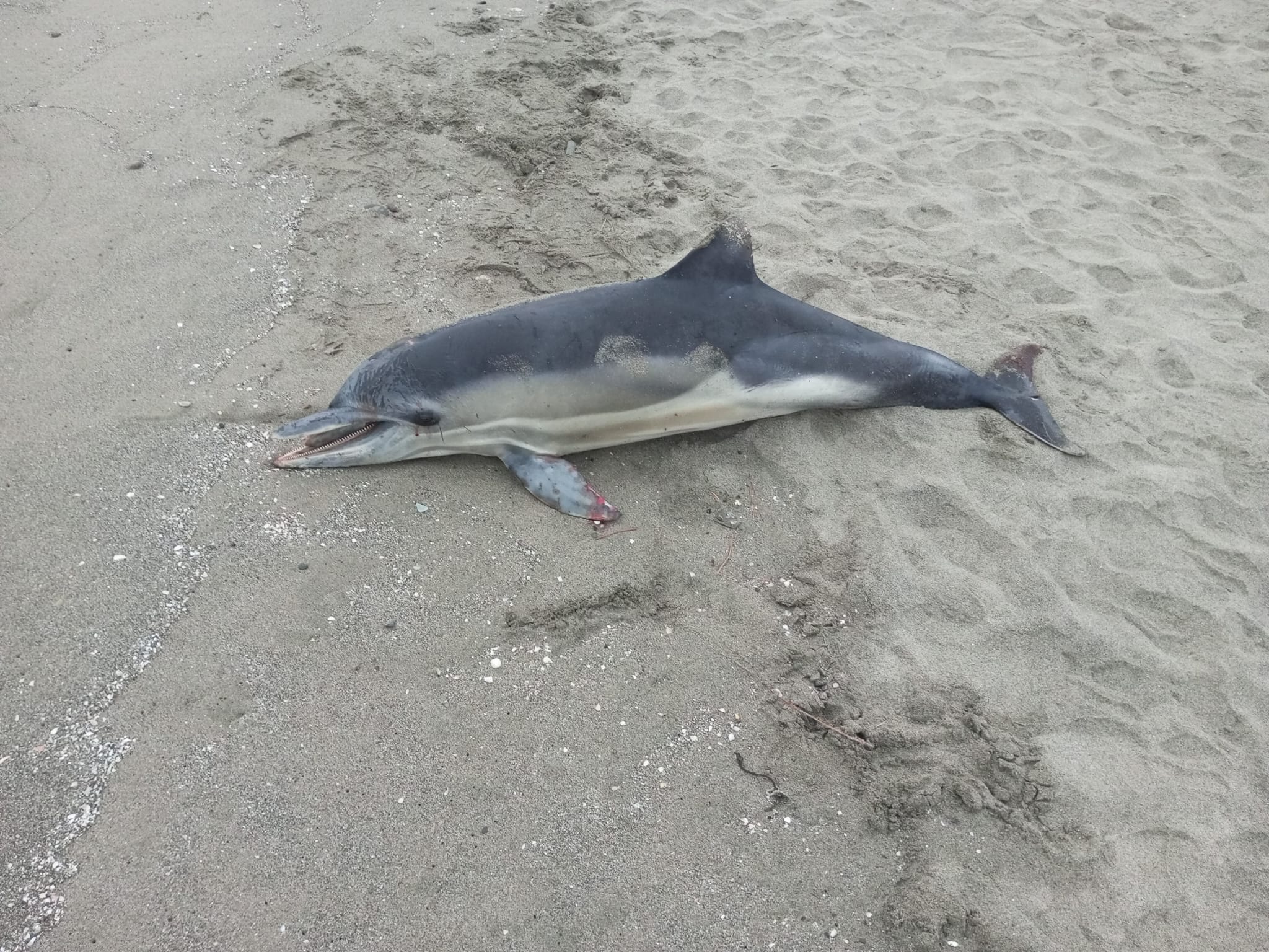 Samsun'da ölü yunus sahile vurdu! Şaşkınlık yaşadılar