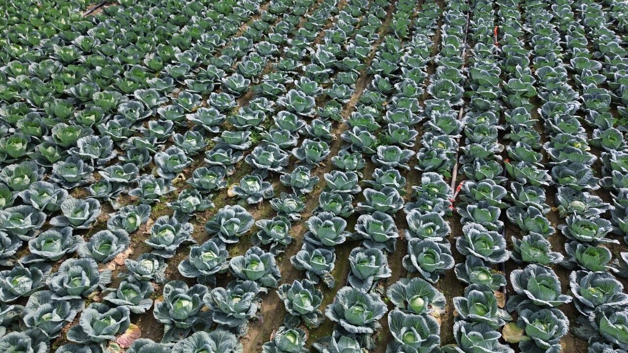 Samsun'da çiftçiler tarla gününde buluştu