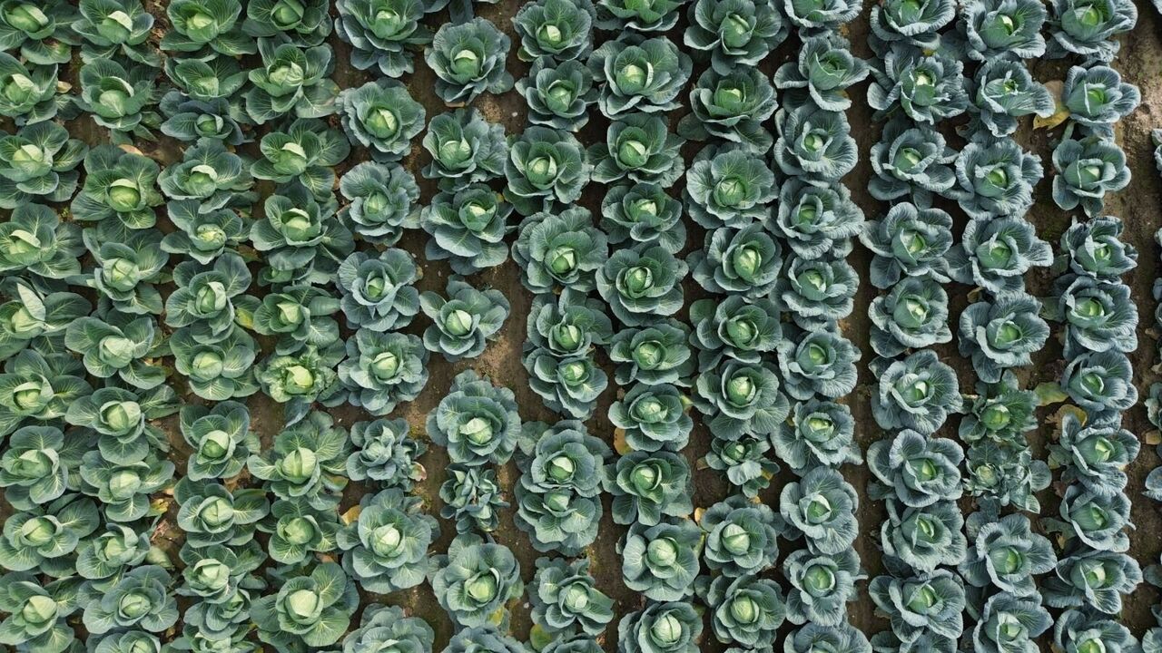 Samsun'da çiftçiler tarla gününde buluştu