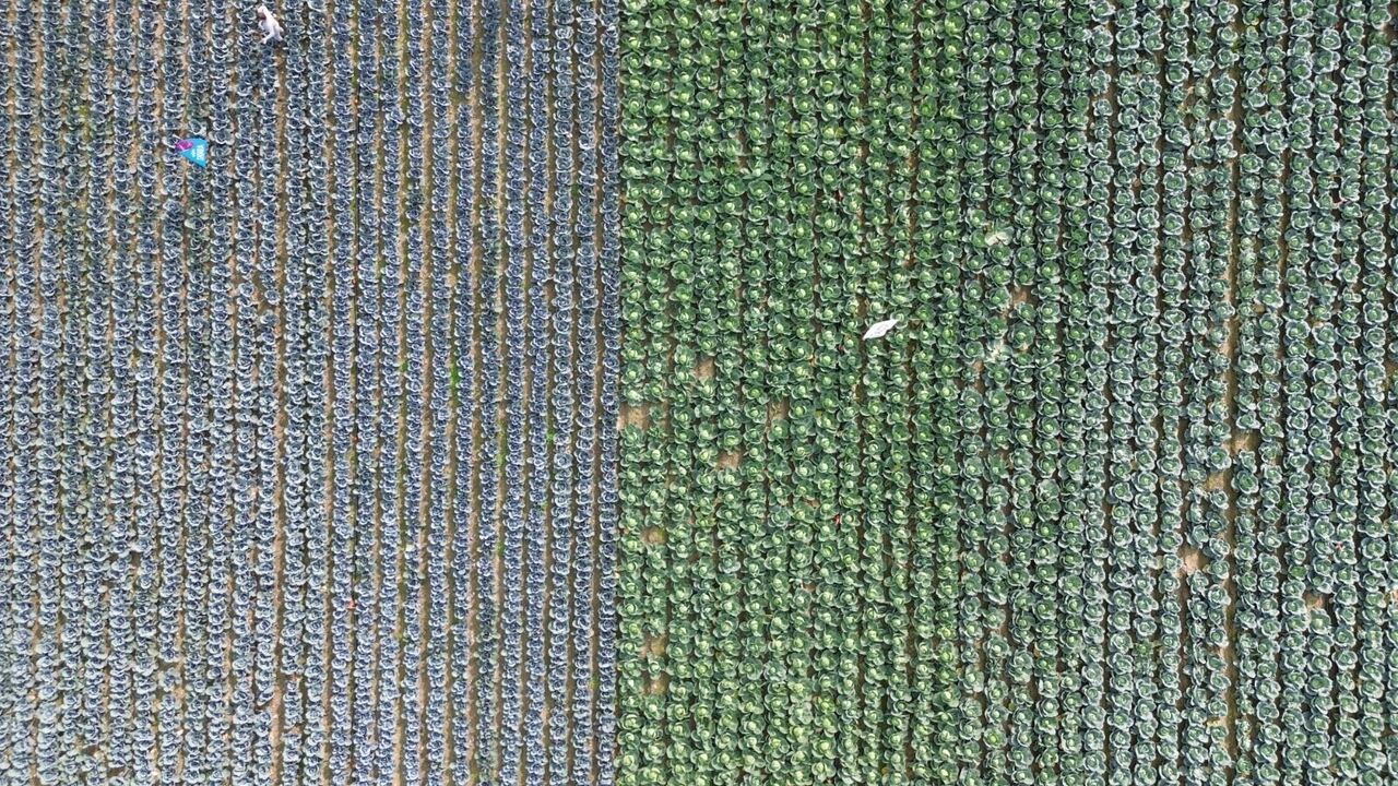 Samsun'da çiftçiler tarla gününde buluştu