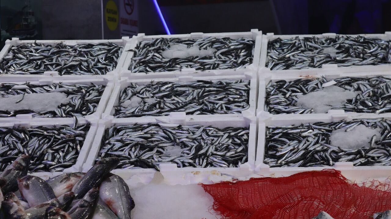 Samsun’da hamsi akını: Tezgahlar doldu!