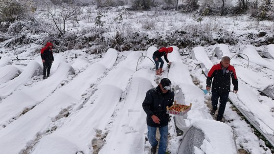 Samsun'da kar altında hasat! İlginç görüntüler 