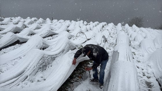 Samsun'da kar altında hasat! İlginç görüntüler 