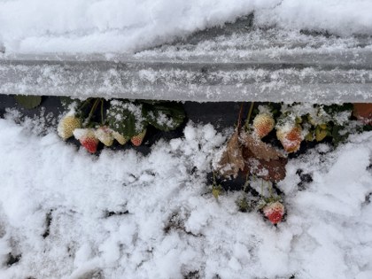 Samsun'da kar altında hasat! İlginç görüntüler 