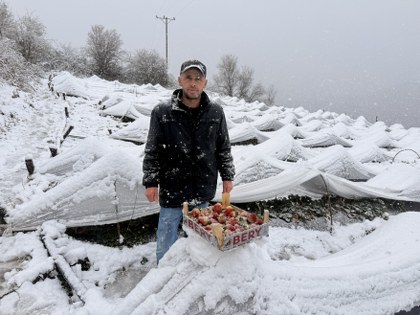 Samsun'da kar altında hasat! İlginç görüntüler 