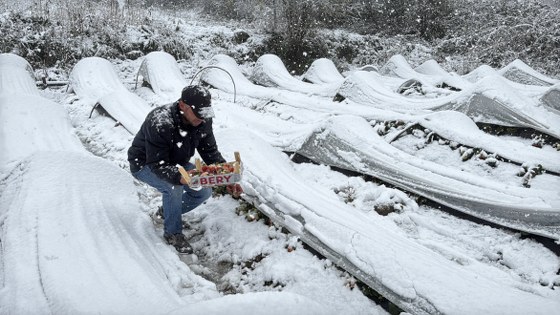 Samsun'da kar altında hasat! İlginç görüntüler 