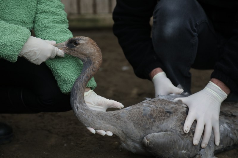 Samsun'da bir ilk! Turna kuşunun tedavisi başladı 