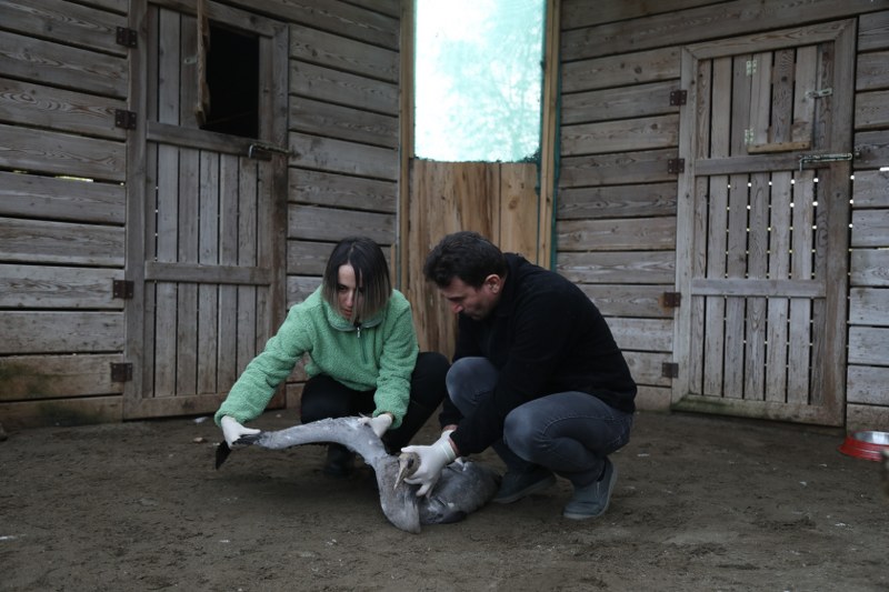 Samsun'da bir ilk! Turna kuşunun tedavisi başladı 