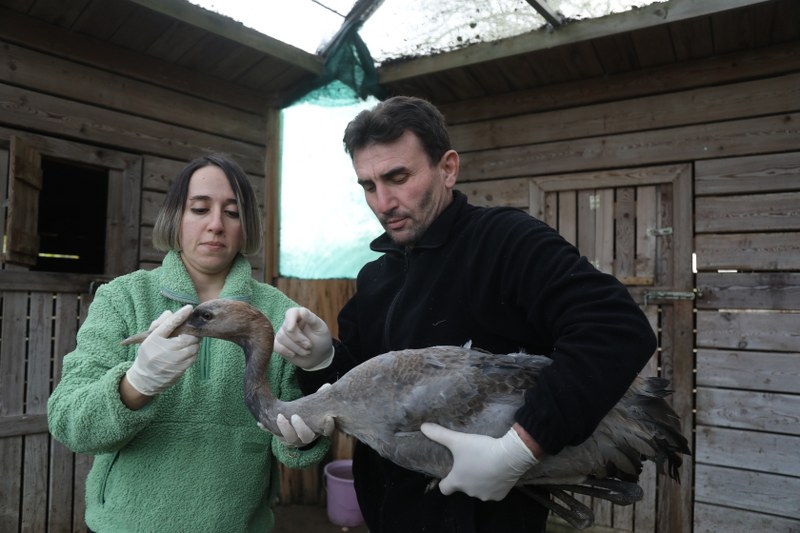 Samsun'da bir ilk! Turna kuşunun tedavisi başladı 