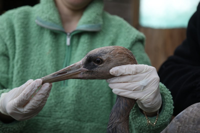 Samsun'da bir ilk! Turna kuşunun tedavisi başladı 
