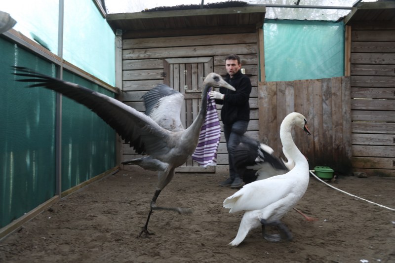 Samsun'da bir ilk! Turna kuşunun tedavisi başladı 