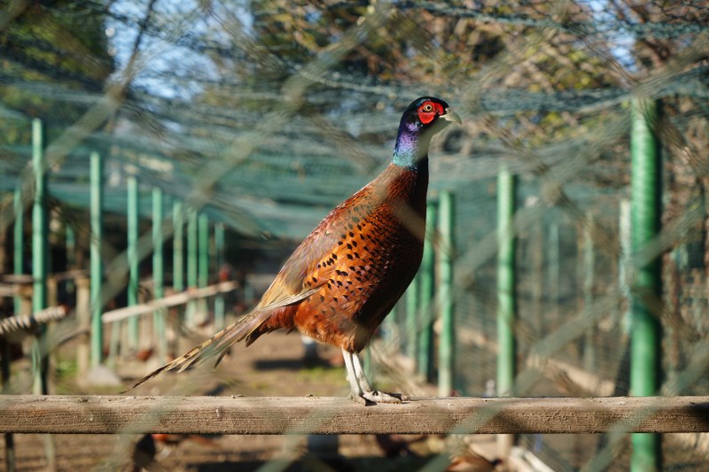 Rekor rakam! Samsun'da görev başındalar