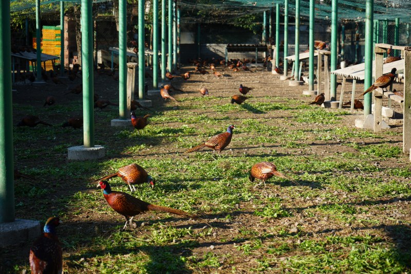 Rekor rakam! Samsun'da görev başındalar