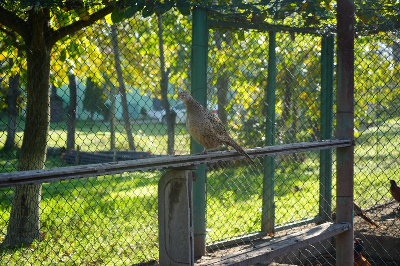Rekor rakam! Samsun'da görev başındalar