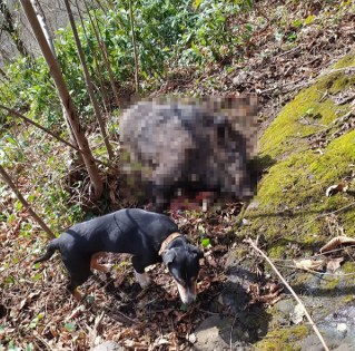 Samsun'da domuz alarmı! Acil çözüm çağrısı