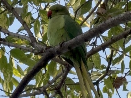 Samsun'da şaşırtan görüntü: Pakistan papağanları mesken tuttu