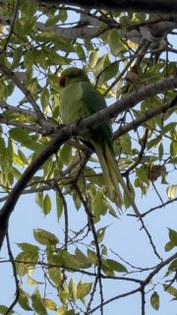 Samsun'da şaşırtan görüntü: Pakistan papağanları mesken tuttu