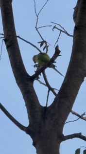 Samsun'da şaşırtan görüntü: Pakistan papağanları mesken tuttu