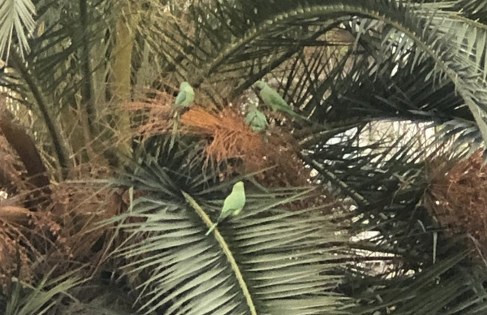 Samsun'da şaşırtan görüntü: Pakistan papağanları mesken tuttu