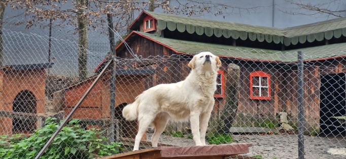 OMÜ öğrencileri sokak hayvanları için seferber oldu