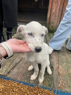 OMÜ öğrencileri sokak hayvanları için seferber oldu