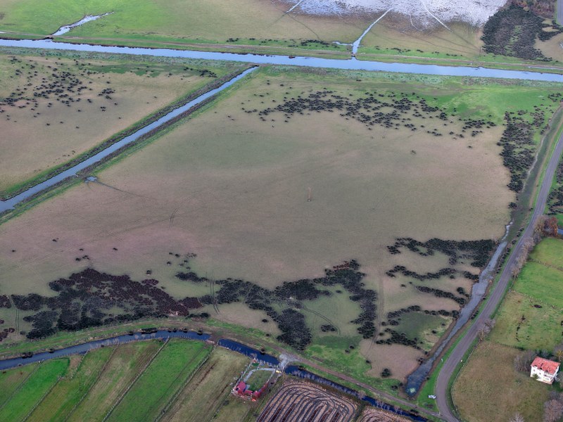Kızılırmak Deltası alarm veriyor! Samsun'da endişelendiren açıklama