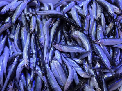 Samsun'da balıkçılar hamsi satışı karşısında şaşkın!