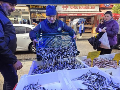 Samsun'da balıkçılar hamsi satışı karşısında şaşkın!