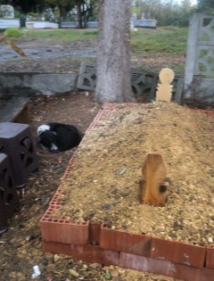 Bu vefa insanı ağlatır: Samsun'da sahibinin mezarında nöbet tutuyor