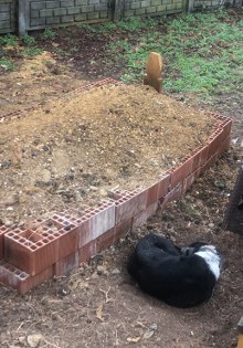 Bu vefa insanı ağlatır: Samsun'da sahibinin mezarında nöbet tutuyor