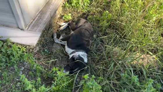 Bu vefa insanı ağlatır: Samsun'da sahibinin mezarında nöbet tutuyor