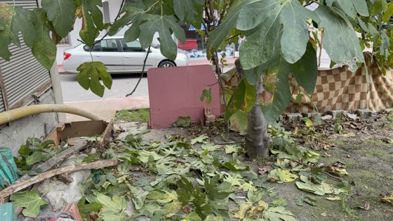 Samsun'da incir ağacı hayatını kurtardı: Mucize kurtuluş