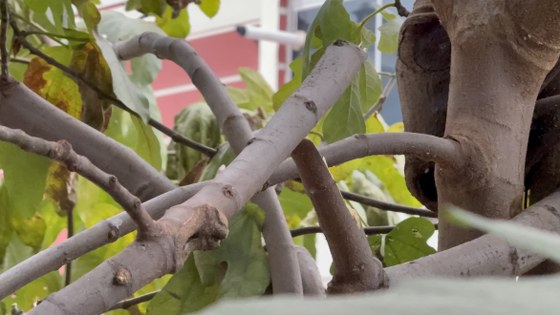 Samsun'da incir ağacı hayatını kurtardı: Mucize kurtuluş