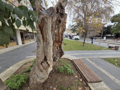 Samsun'da mucize çınar ağacı hayrete düşüyor