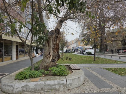 Samsun'da mucize çınar ağacı hayrete düşüyor