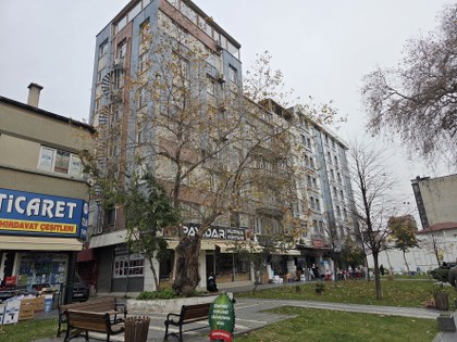 Samsun'da mucize çınar ağacı hayrete düşüyor