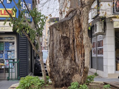 Samsun'da mucize çınar ağacı hayrete düşüyor